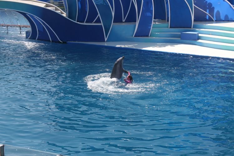 Sea World August 2010 Dophins