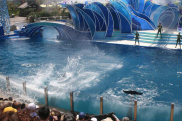 Sea World August 2010 Dophins
