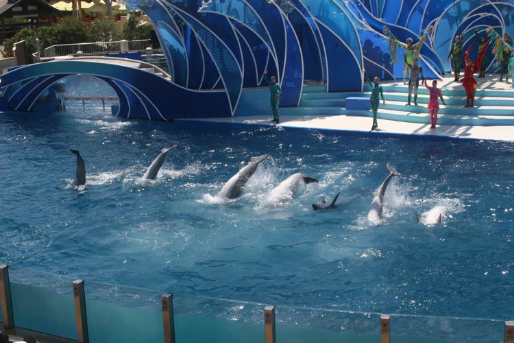 Sea World August 2010 Dophins