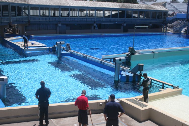 Shamu Show Augut 2010