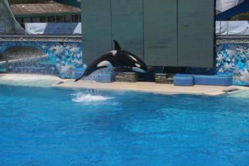 Shamu Show Augut 2010