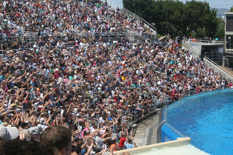 Shamu Show Augut 2010