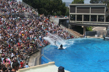 Shamu Show Augut 2010