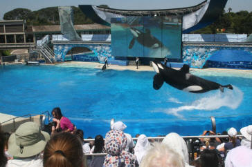 Shamu Show Augut 2010