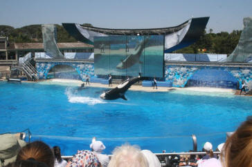 Shamu Show Augut 2010