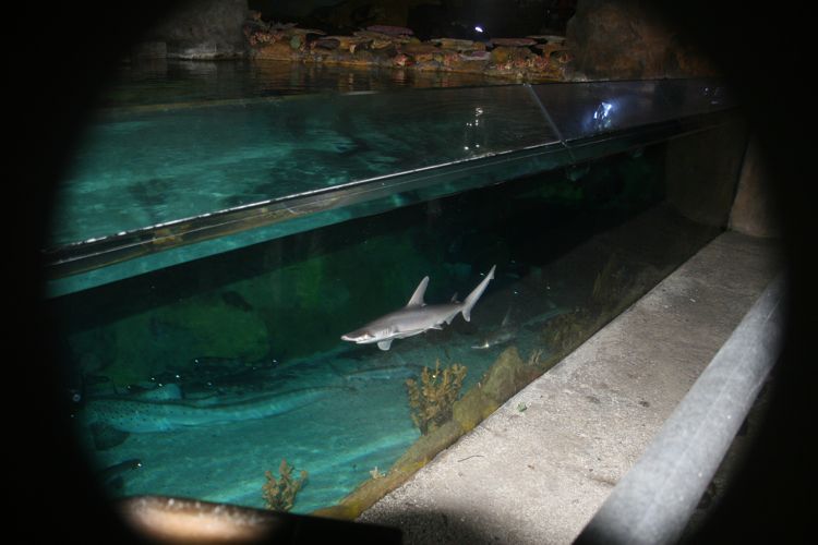 Sharks, Arctic, and Pets