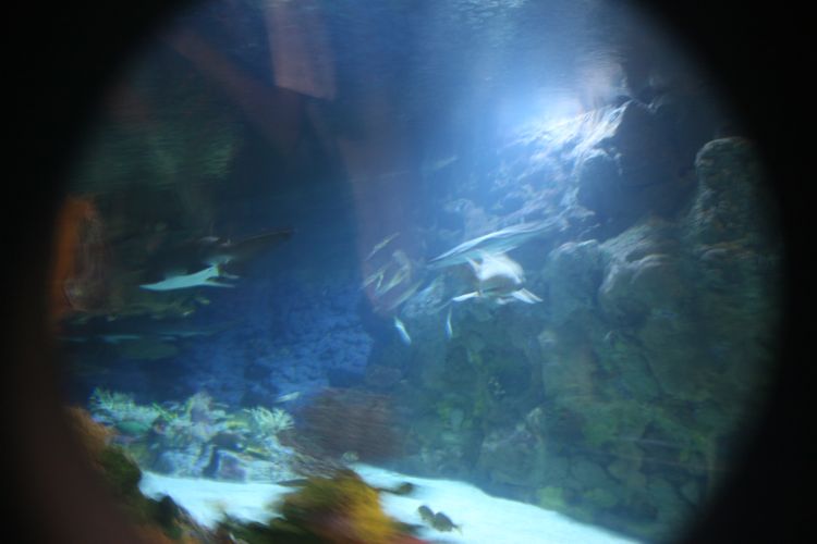 Sharks, Arctic, and Pets