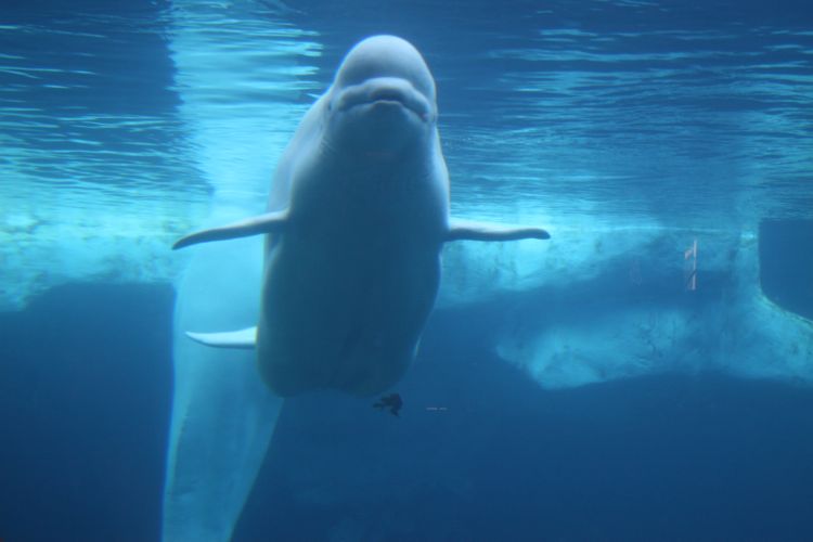 Sharks, Arctic, and Pets