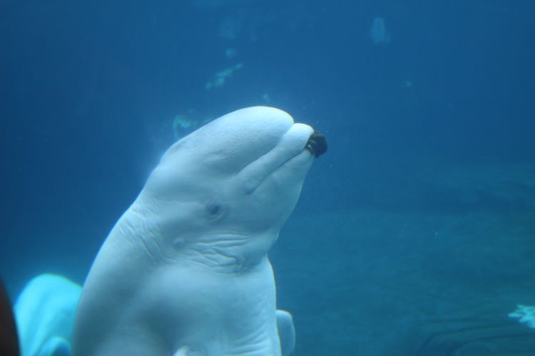 Sharks, Arctic, and Pets