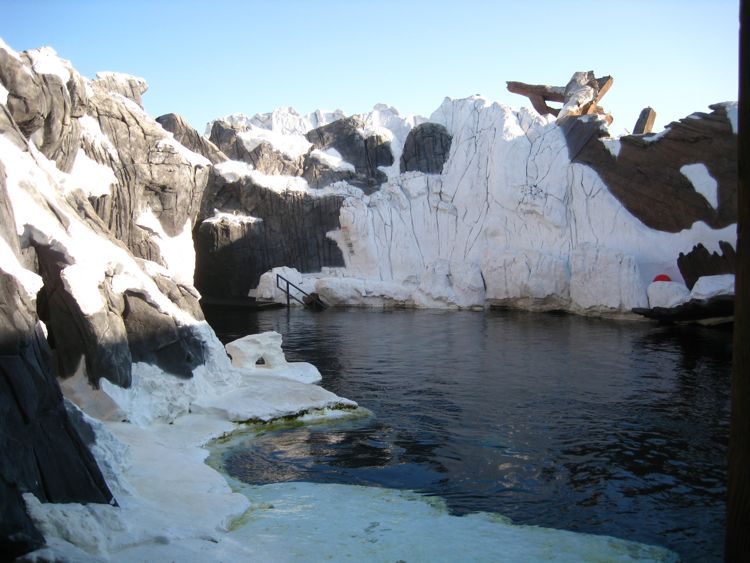 Sharks, Arctic, and Pets
