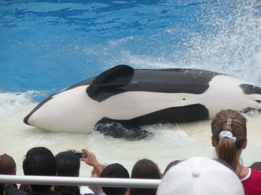 Jon and Sara  go to Sea World 2011 then dine with Pete and Lisa