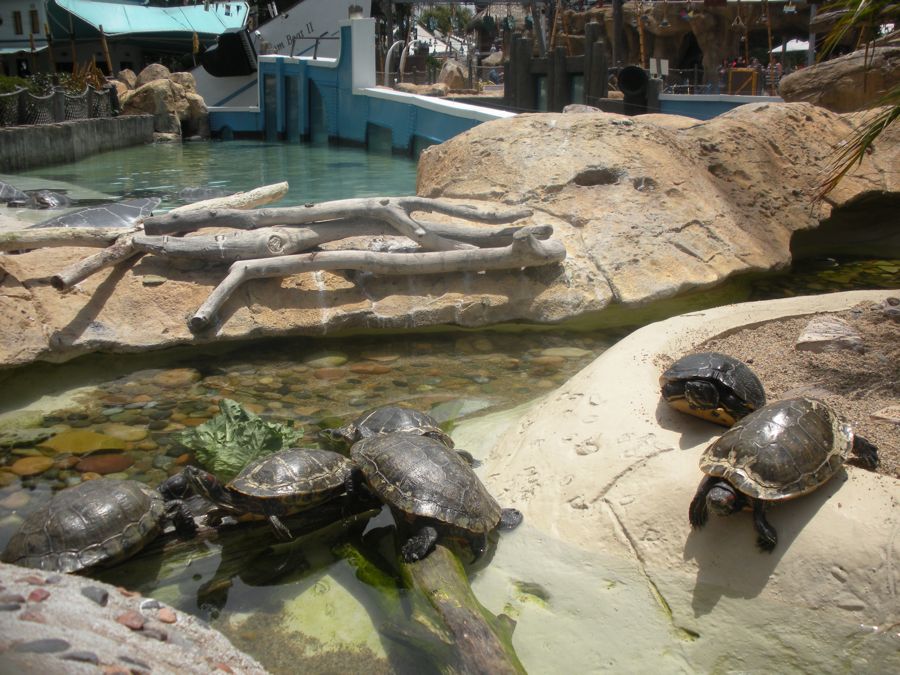 Jon and Sara  go to Sea World 2011 then dine with Pete and Lisa