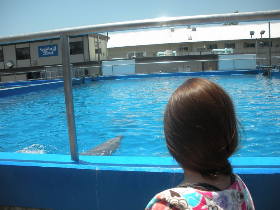 Jon and Sara  go to Sea World 2011 then dine with Pete and Lisa