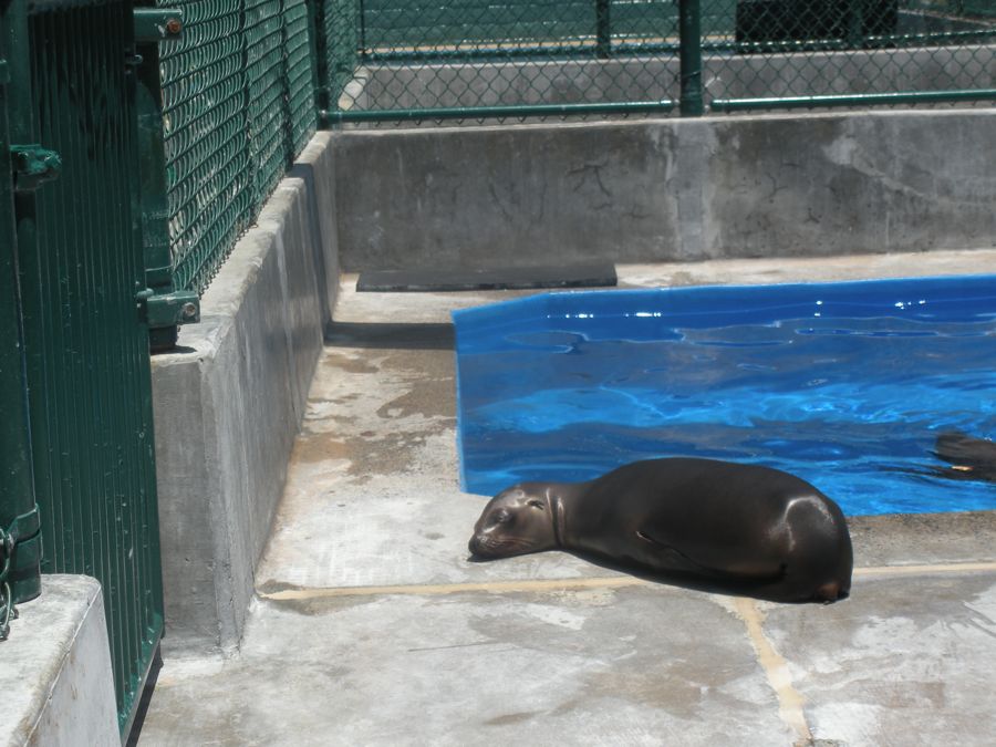 Jon and Sara  go to Sea World 2011 then dine with Pete and Lisa