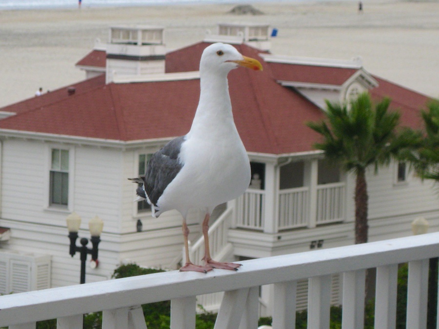 A visit to the Hotel Del Coronado July 2014