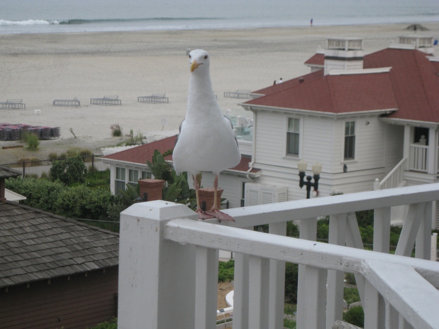 A visit to the Hotel Del Coronado July 2014