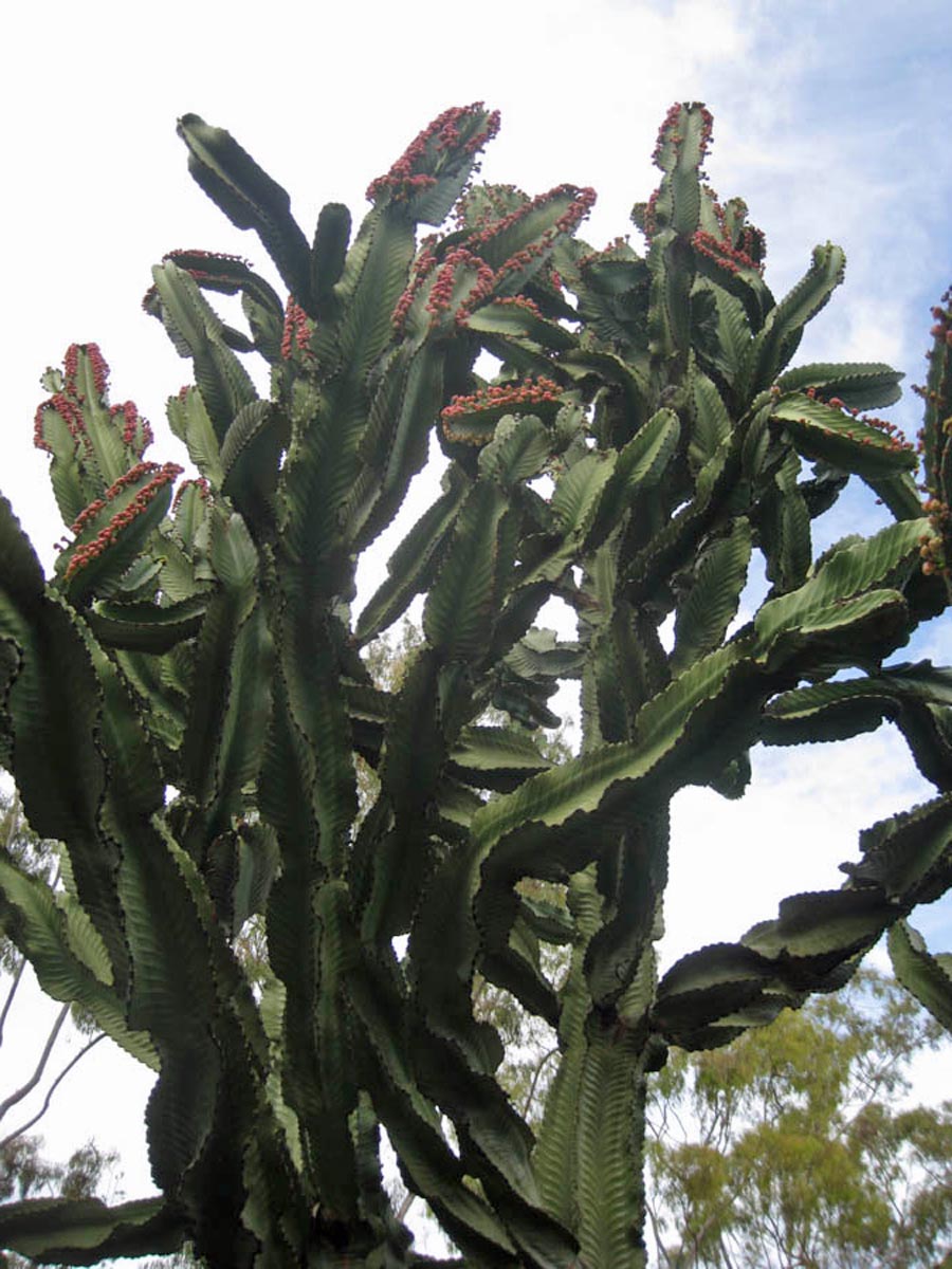 Lunch and a walk through Sherman Gardens in Corona Del Mar January 22, 2015