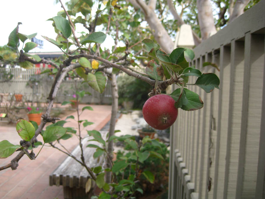 Lunch and a walk through Sherman Gardens in Corona Del Mar January 22, 2015