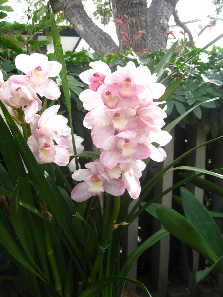 Lunch and a walk through Sherman Gardens in Corona Del Mar January 22, 2015