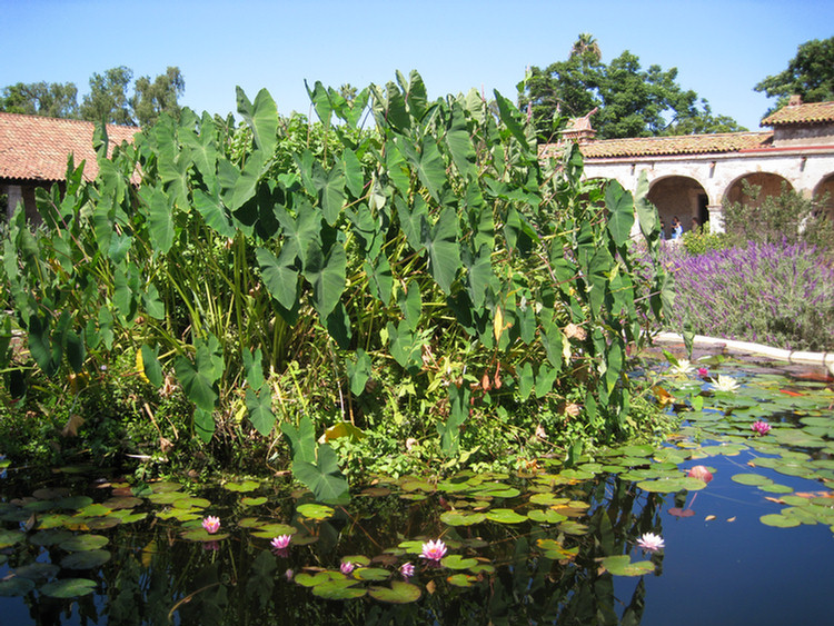 San Juan Capistrano 2009