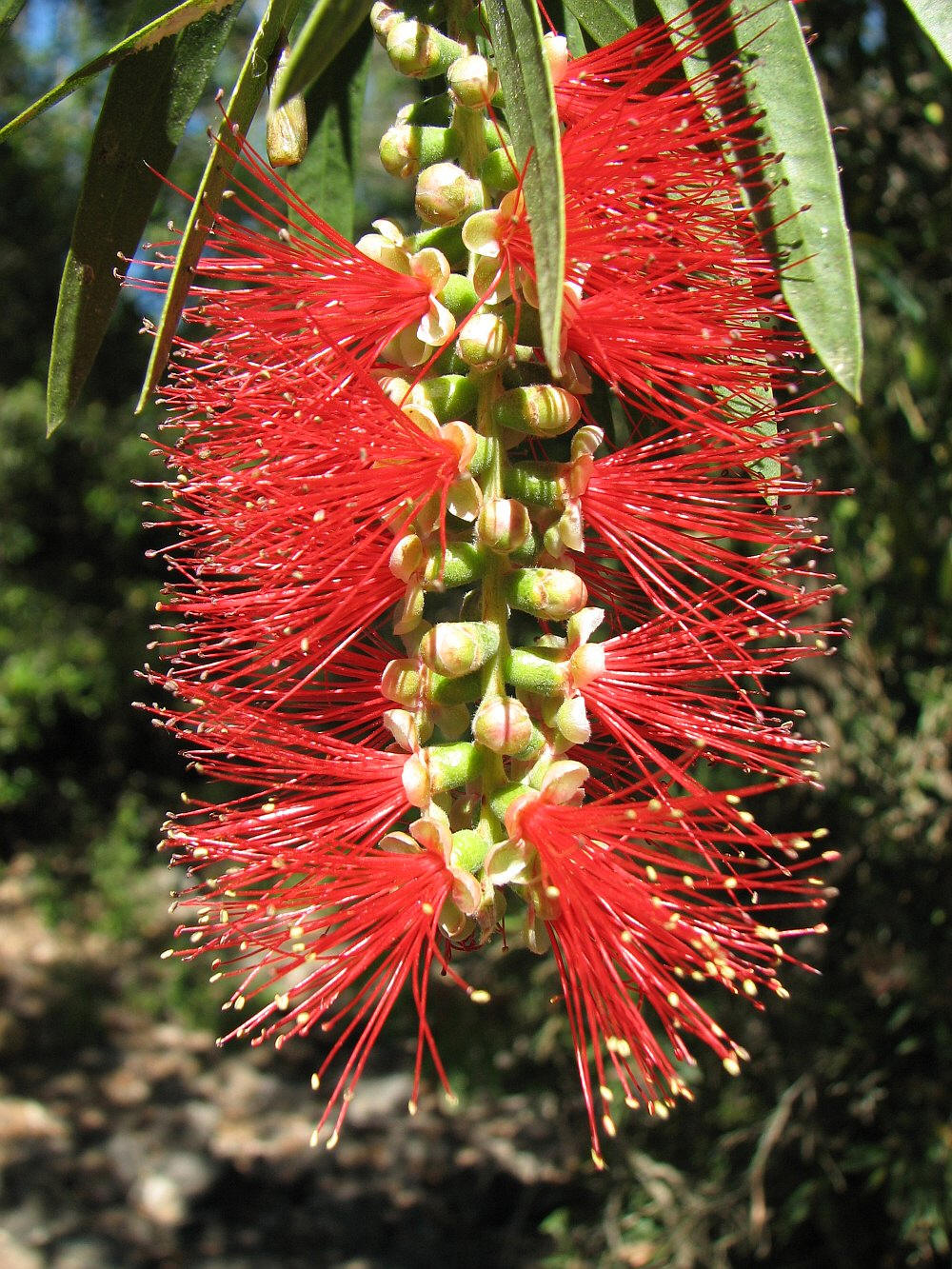 Bottlebrush tree