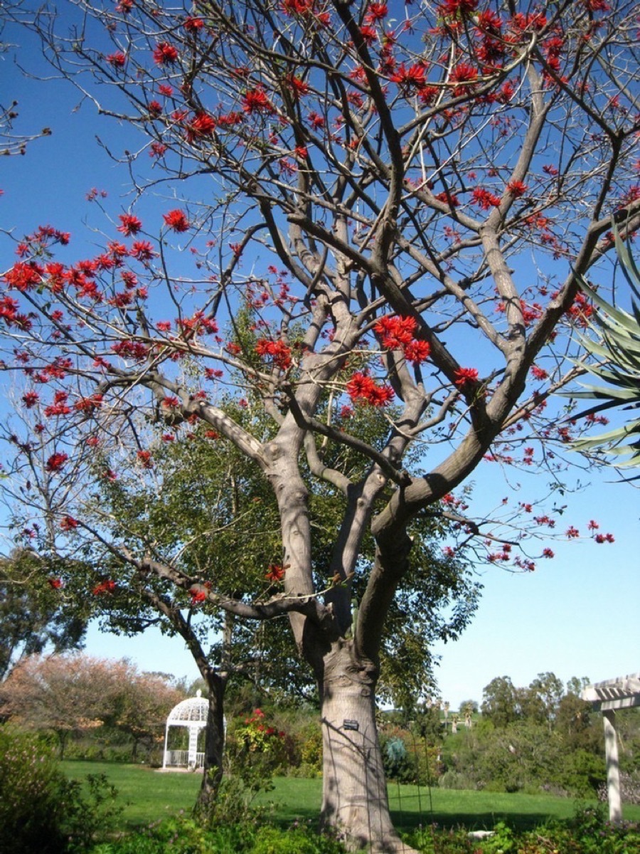 South Coast Botanic Garden March 2010