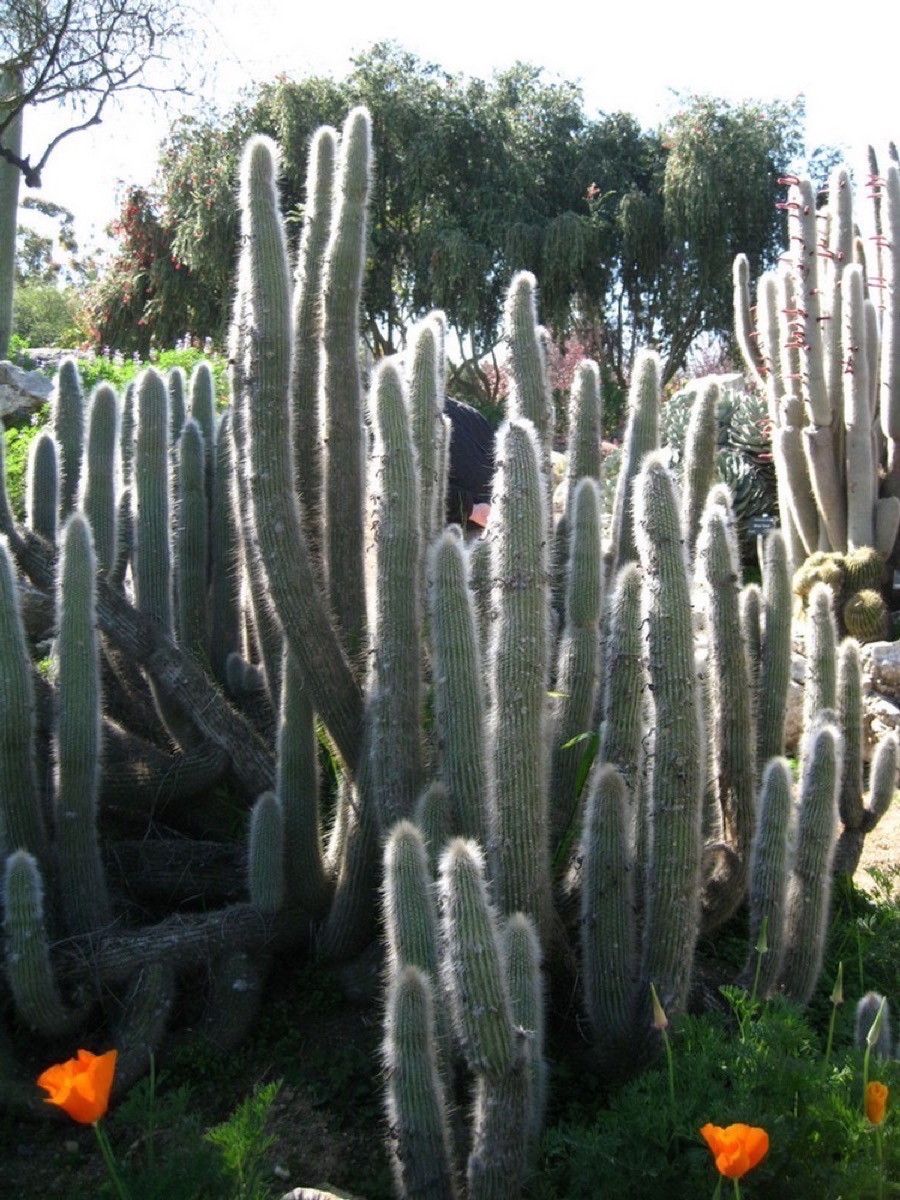 South Coast Botanic Garden March 2010