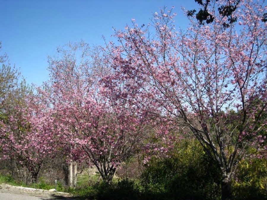 South Coast Botanic Garden March 2010