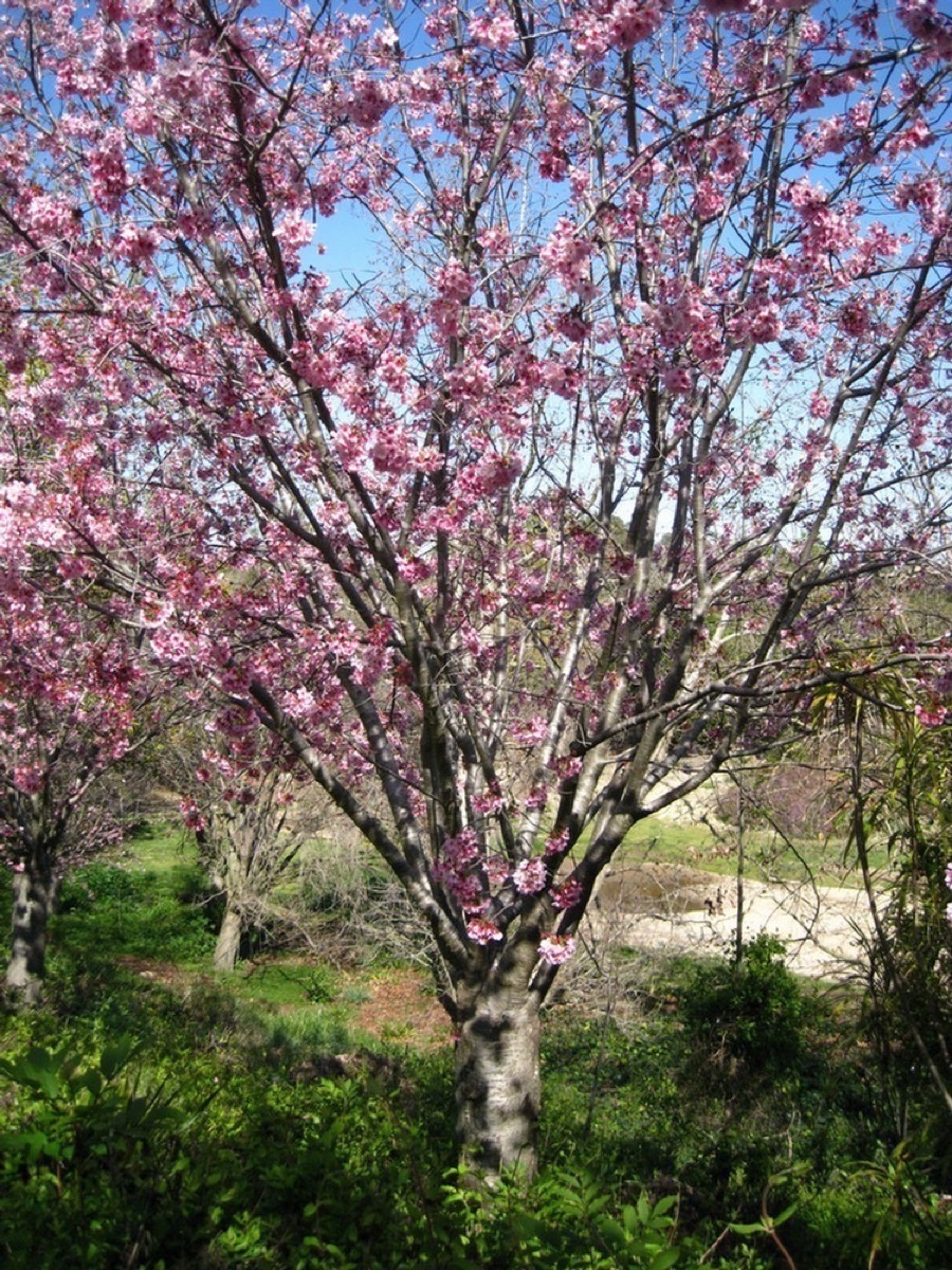 South Coast Botanic Garden March 2010