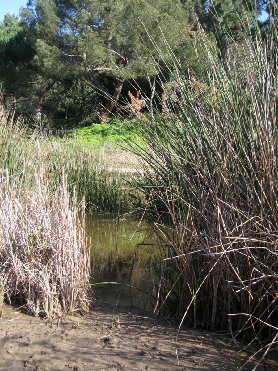 South Coast Botanic Garden March 2010