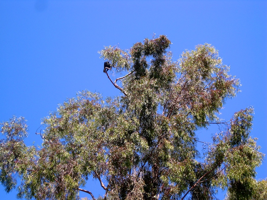 South Coast Botanic Garden April 2012