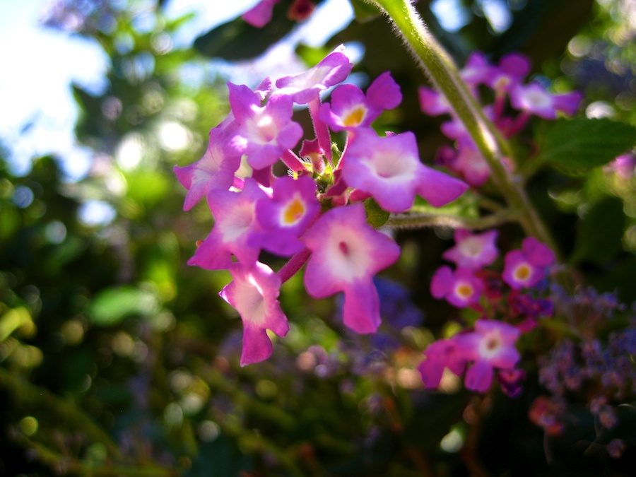 South Coast Botanic Garden April 2012