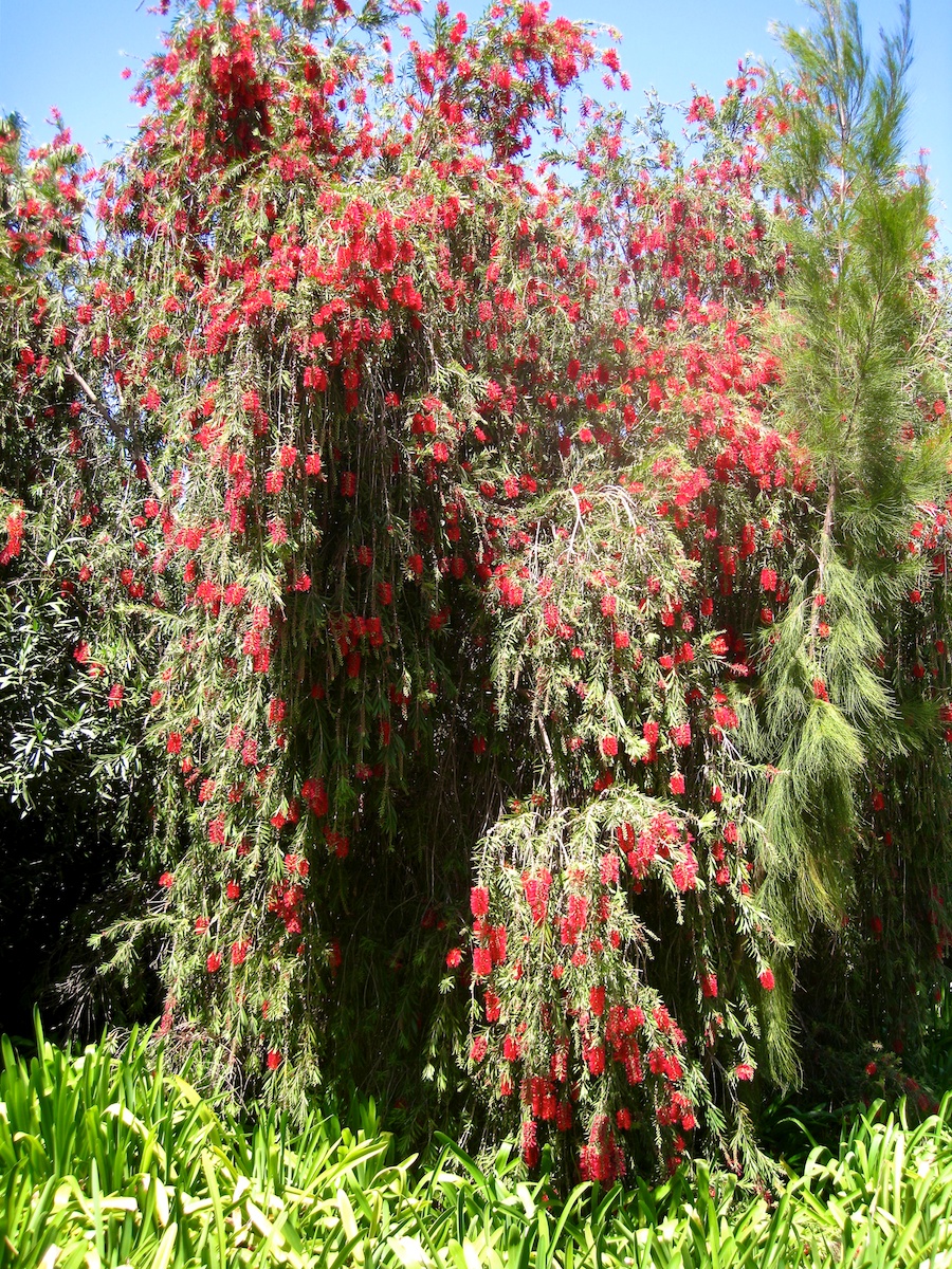 South Coast Botanic Garden April 2012