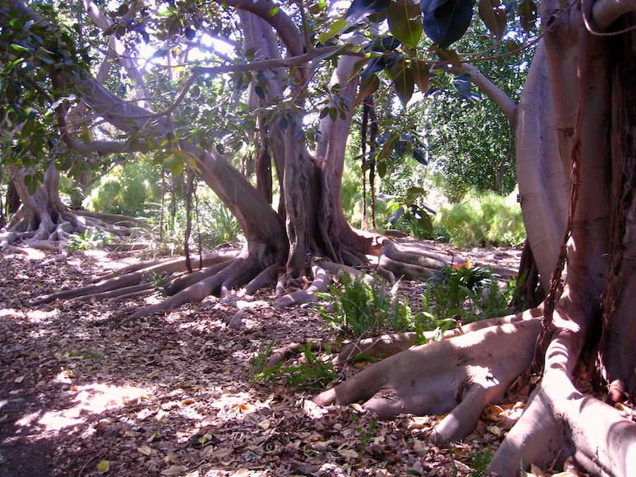 South Coast Botanic Garden April 2012