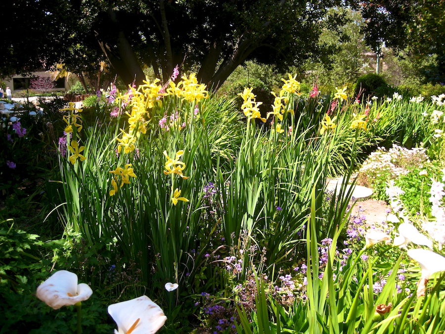 South Coast Botanic Garden April 2012