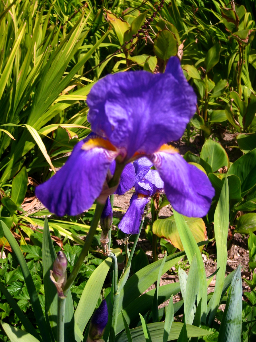 South Coast Botanic Garden April 2012