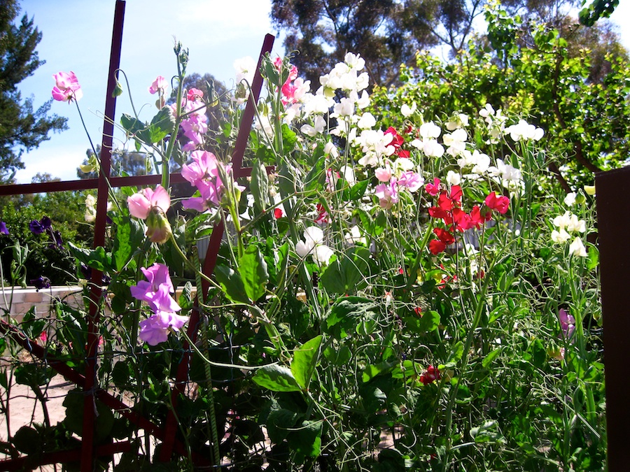 South Coast Botanic Garden April 2012