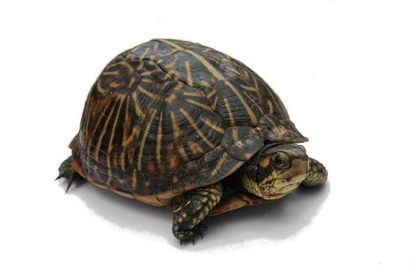 Box Turtle