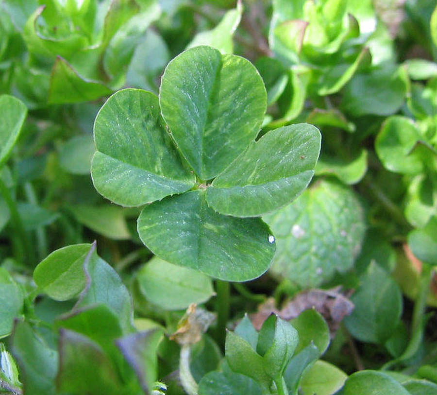 St Patricks Day Images