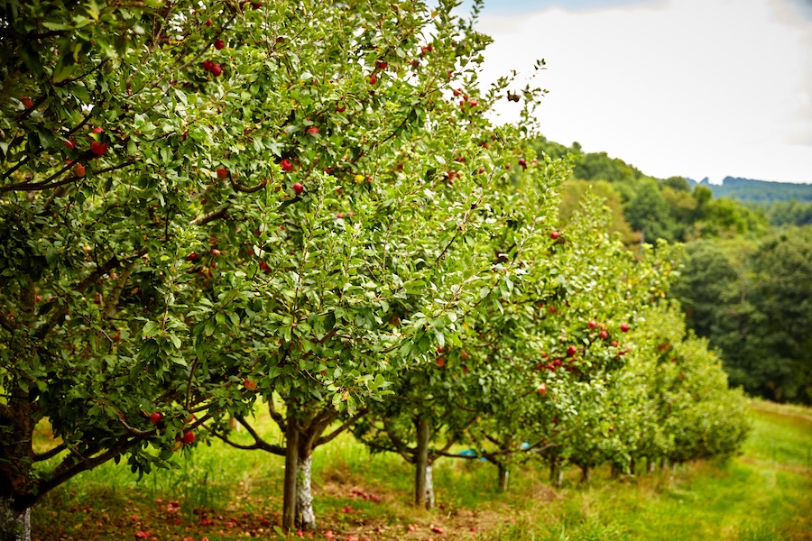 Apple Blossom Time With The Starlighters May 18th 2025