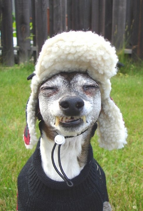 Funny animals