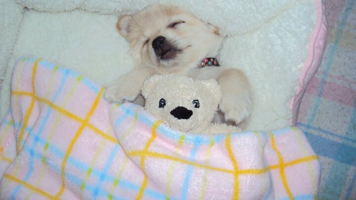 Funny animals