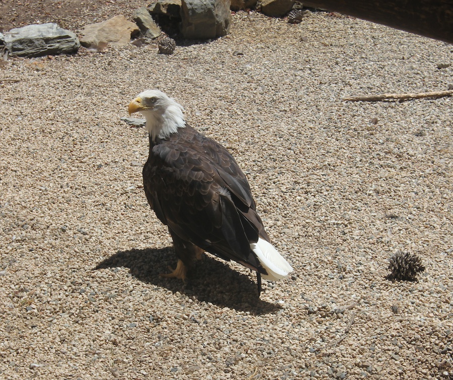 Birthday visit to Catalina 2014