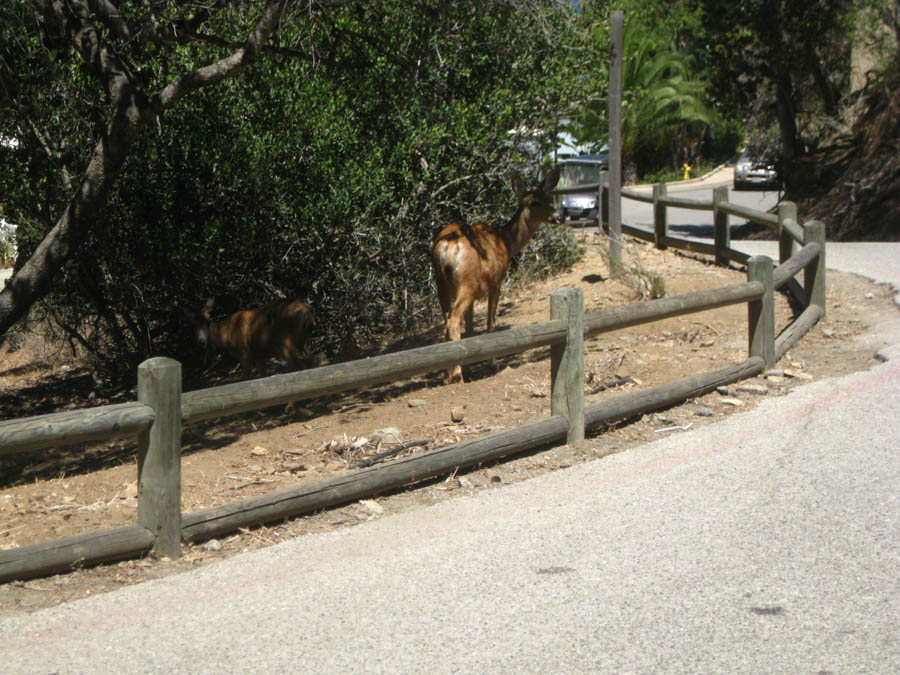 Avalon Catalina to celebrate Sue's birthday 7/10/2015