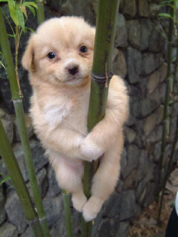 Dog In Tree