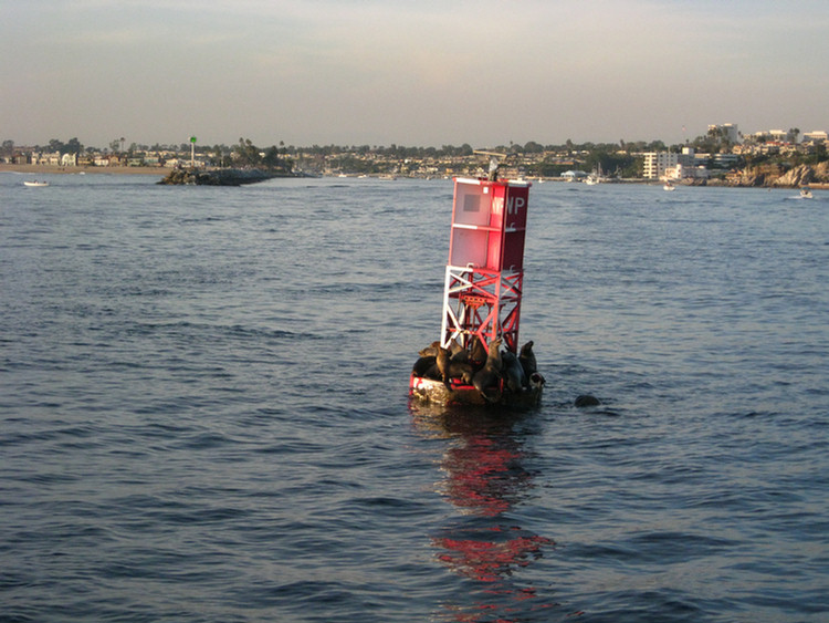 Tall Ships In Newport Harbor January 2010