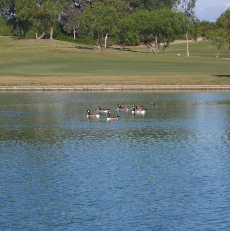 Thanksgiving Golf November 2010