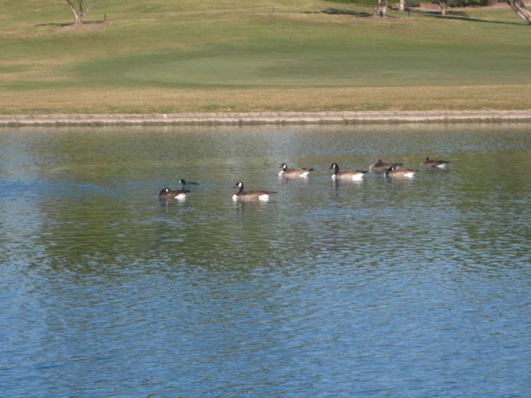 Thanksgiving Golf November 2010