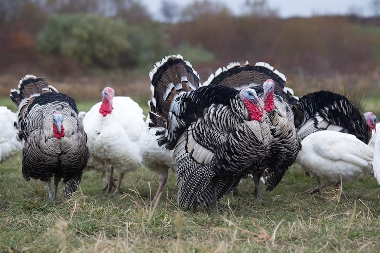 Thanksgiving 2018 At Old Ranch Country Club