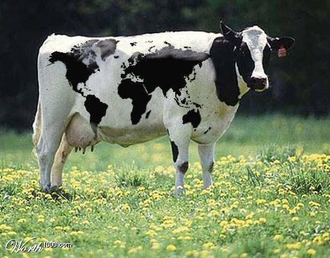 Cow